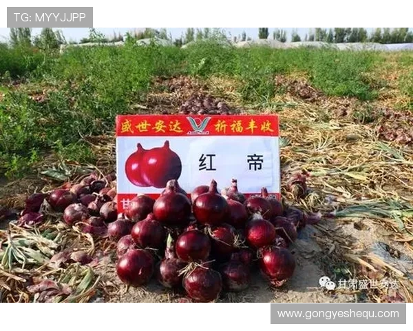 多宝真人不以道人：从游戏角度解析“真人不以道人”对玩家信任感的影响